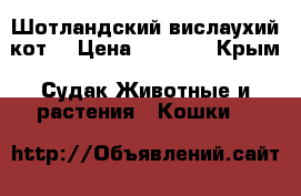 Шотландский вислаухий кот  › Цена ­ 4 000 - Крым, Судак Животные и растения » Кошки   